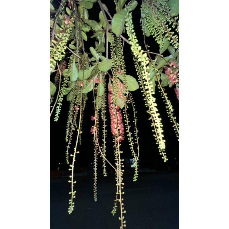 Lộc vừng hoa đỏ siêu hoa