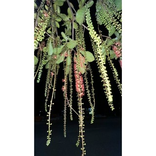 Cây 🌲 Lộc vừng hoa đỏ siêu hoa