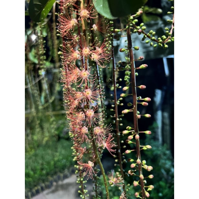 Lộc vừng hoa đỏ siêu hoa