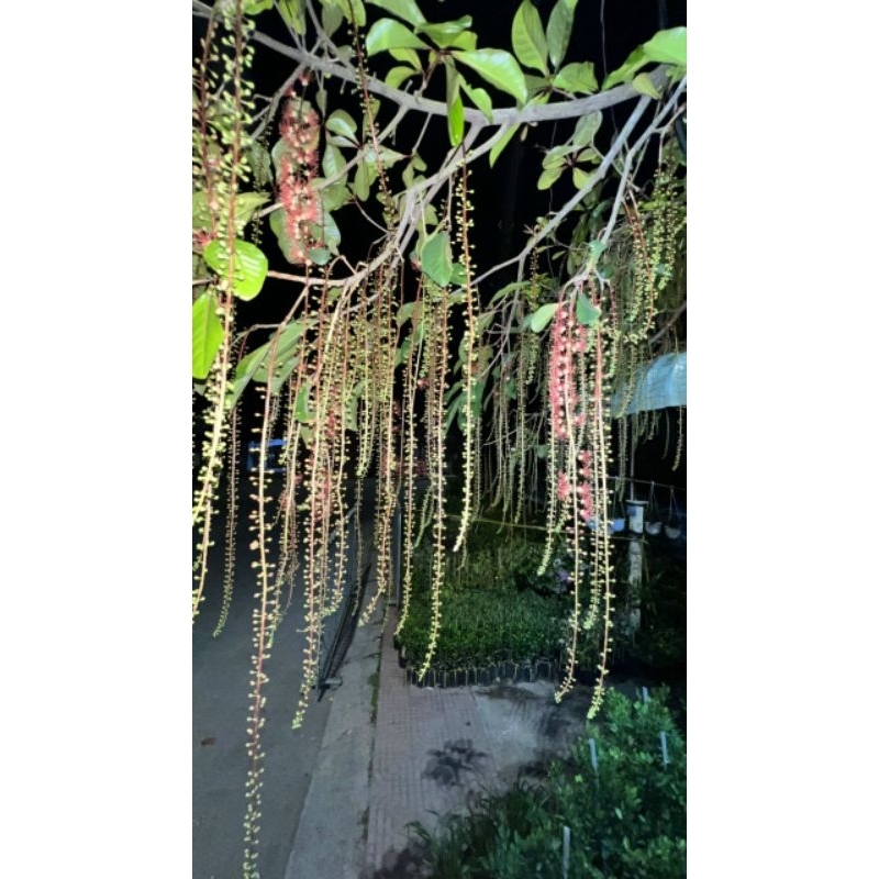 Lộc vừng hoa đỏ siêu hoa