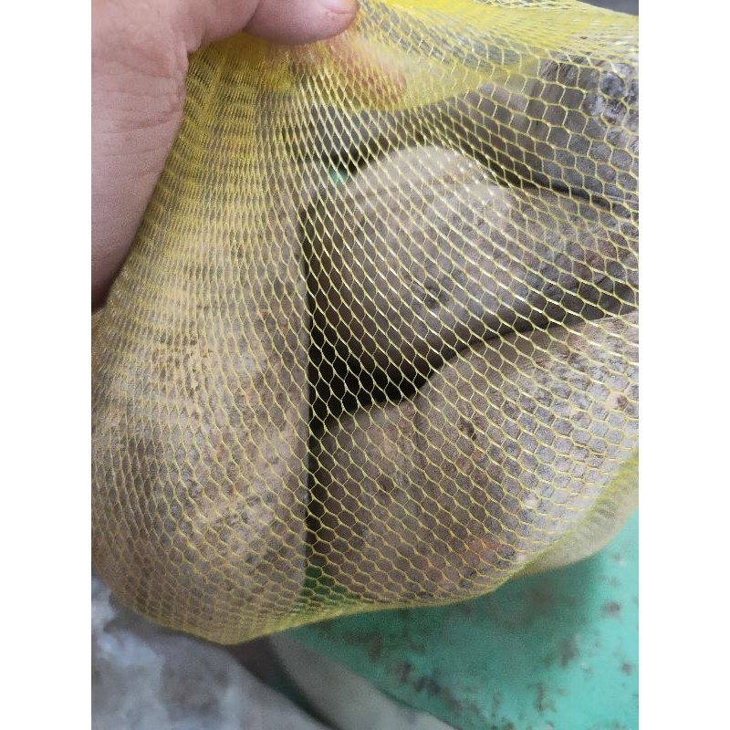 Khoai lang trắng củ vừa, bột, ngọt hàng mới về