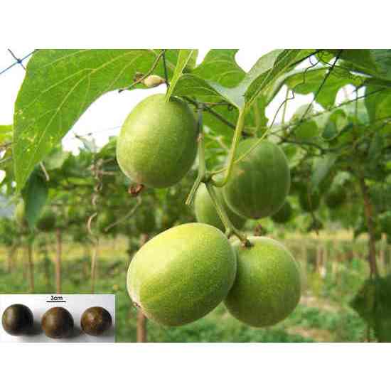 Hạt giống  cây la hán quả - gói 3 hạt