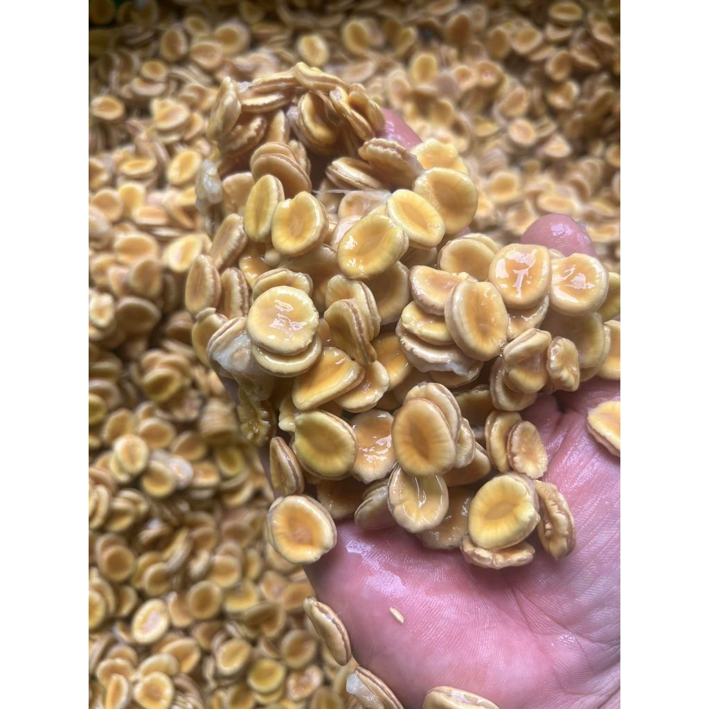 Hạt giống  cây la hán quả - gói 3 hạt