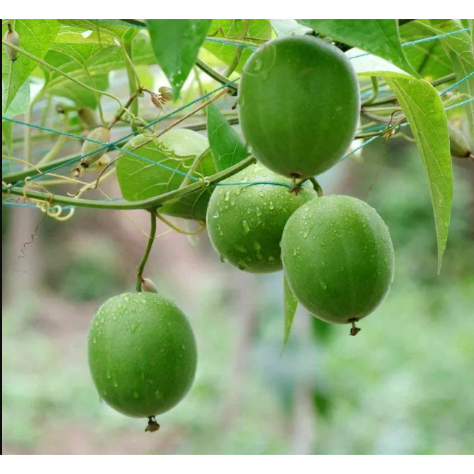 Hạt giống  cây la hán quả - gói 3 hạt