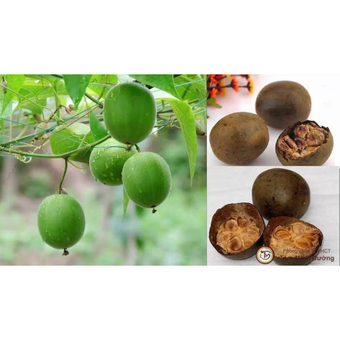 Hạt giống  cây la hán quả - gói 3 hạt