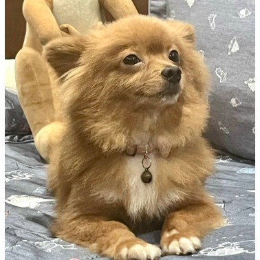 Tranh đính đá toàn bộ in theo yêu cầu ,đá tròn