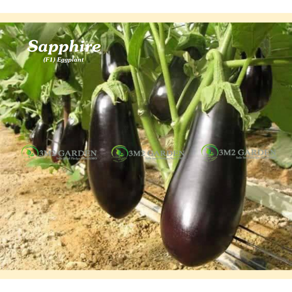 Gói 20 hạt Cà tím nhật Sapphire cà tím giọt lệ