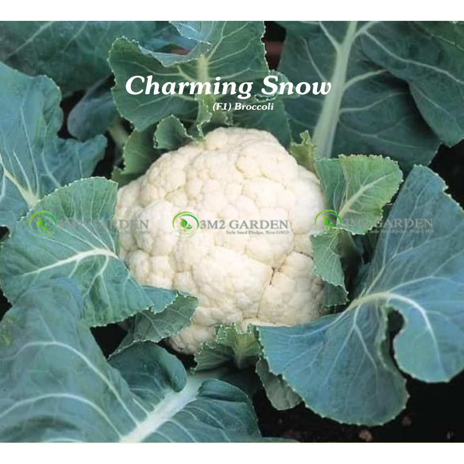 Hạt giống Bông cải trắng Charming Snow Gói 50 hạt