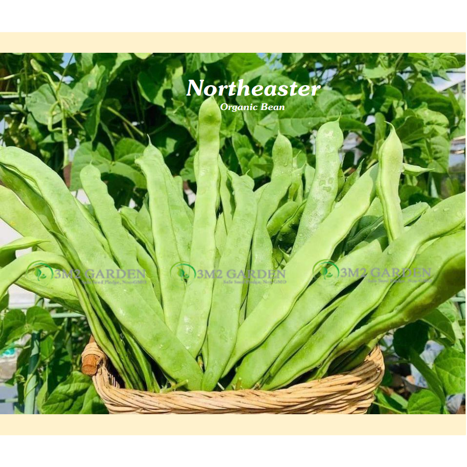 Gói 20 hạt đậu cove Mỹ Northeaster chịu nhiệt đậu cove xanh quả dẹt ngon ngọt giòn