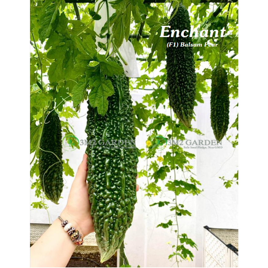 Gói 6 hạt Khổ qua mướp đắng xanh Enchant