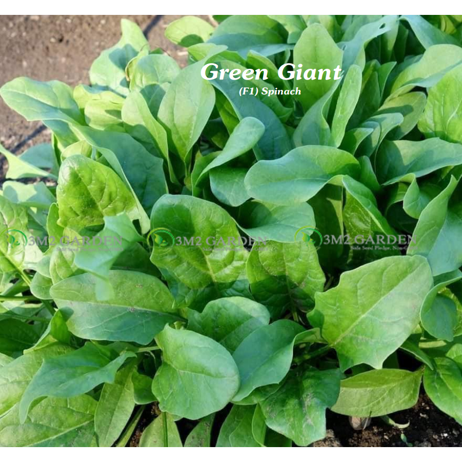 Gói 5 gam Hạt giống Cải bó xôi Green Giant