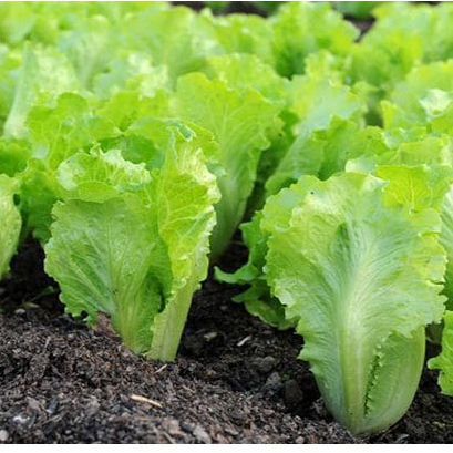 Hạt giống rau Xà lách Year roud  gói 2gram hàng chính hãng công ty đóng gói