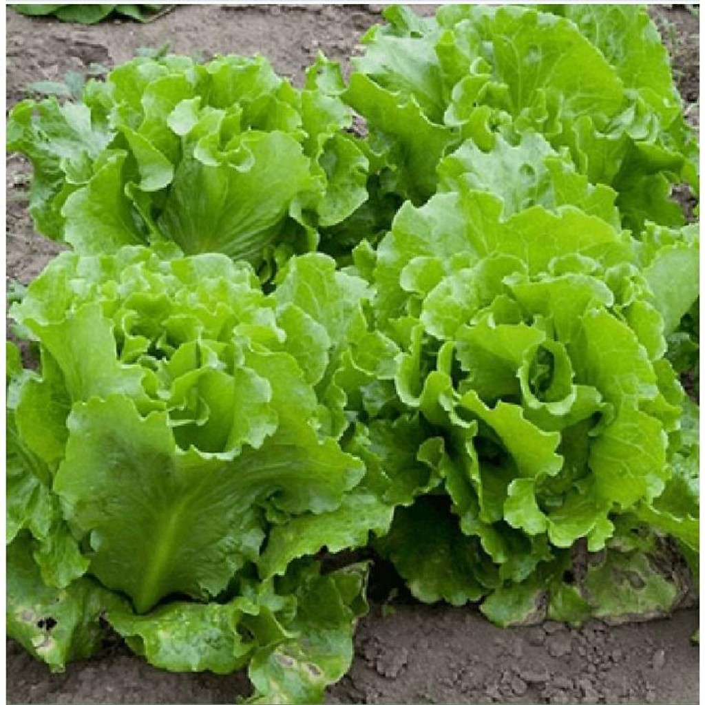 Hạt giống rau Xà lách Year roud  gói 2gram hàng chính hãng công ty đóng gói