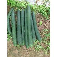 Hạt giống Bí Sặt 1gram hàng chính hãng công ty đóng gói