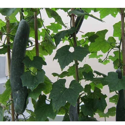 Hạt giống Bí Sặt 1gram hàng chính hãng công ty đóng gói