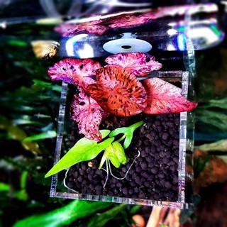 Cốc trồng cây thuỷ sinh  Mica JetA, An Toàn, Thẩm Mỹ 5.0