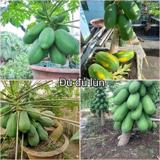 20_ hạt giống đu đủ lùn rado siêu quả