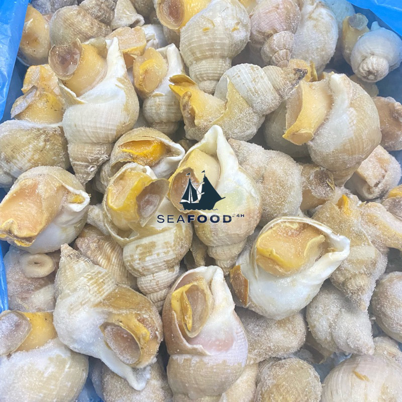 Ốc Bulot Sofrima size 20-30 con/kg, hàng chuẩn chất lượng, thịt ốc ngon và sạch cát.