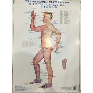Sách - Tranh huyệt vi châm cứu 3 tờ