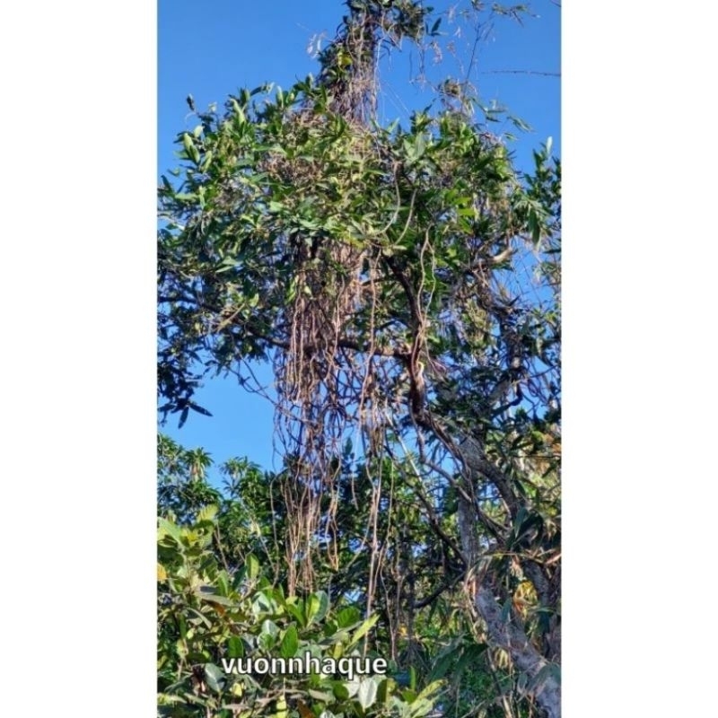 Dây thần thông tươi