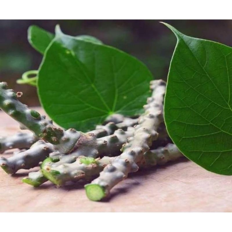 Dây thần thông tươi