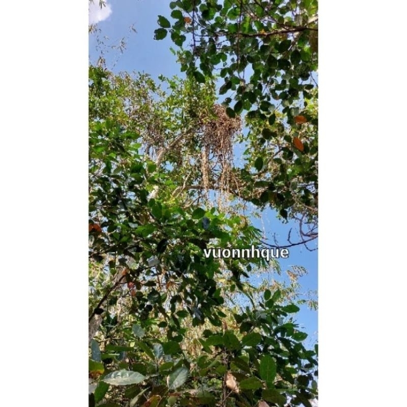 Dây thần thông tươi