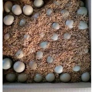 10 quả Chim trĩ không qua máy ấp