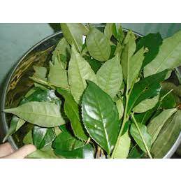 5 Cây Trà Xanh ( Chè xanh )