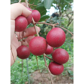 Cây nhãn xuồng tím ( voucher ship rẻ )
