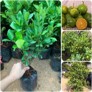 Combo 10 cây tắc
