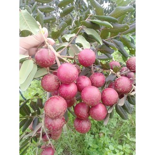 Cây nhãn xuồng tím