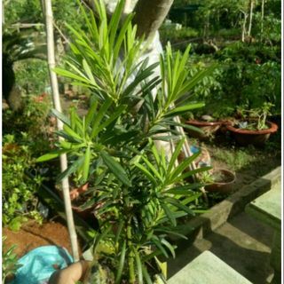 30 cây vạn niên tùng