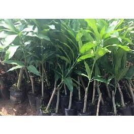 Cây Xoài Tứ Quý