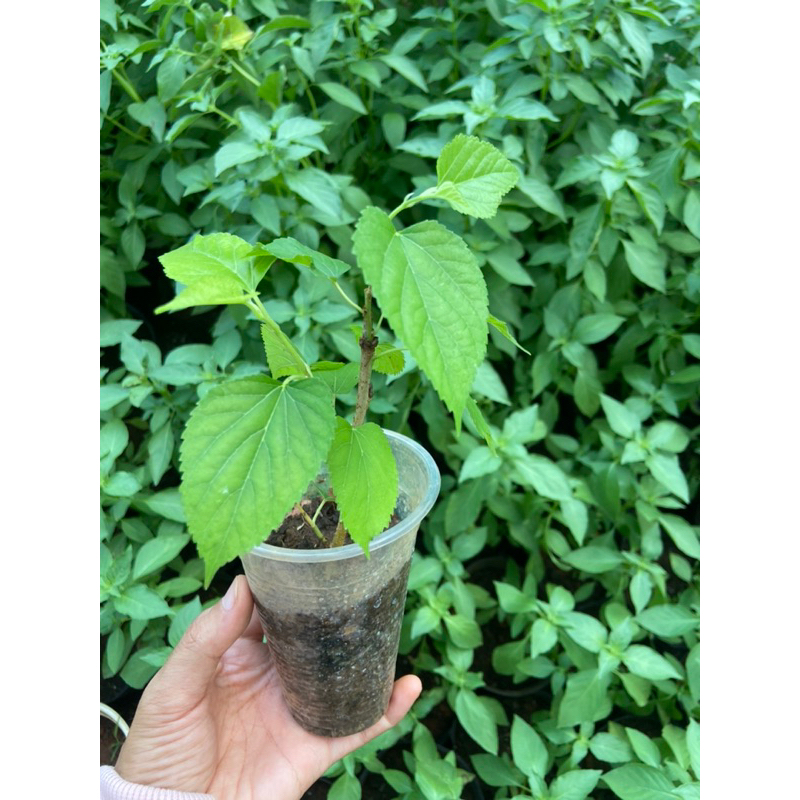 Cây dâu tầm siêu trái