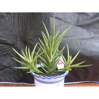 cây sansevieria ballyi