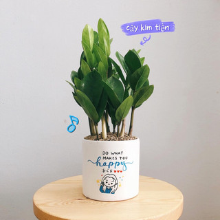 Chậu Cây Kim Tiền để bàn vẽ tay dễ thương