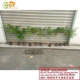 Cây phượng tím cay giống