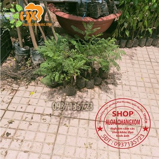 cây phượng tím cay giống ( combo 5 cay )