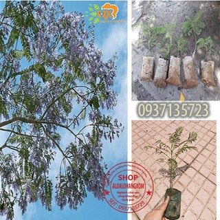 cây phượng tím cay giống ( combo 5 cay )
