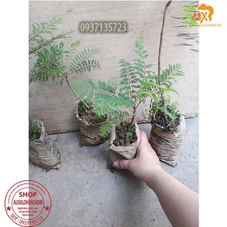 cây phượng tím cay giống ( combo 5 cay )