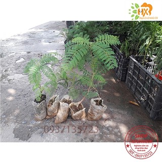 cây phượng tím cay giống ( combo 5 cay )