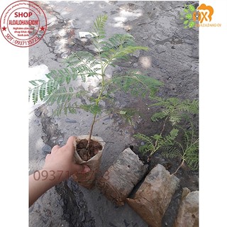 cây phượng tím cay giống ( combo 5 cay )