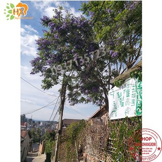 cây phượng tím cay giống ( combo 5 cay )