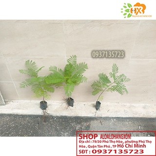 cây phượng tím cay giống ( combo 5 cay )