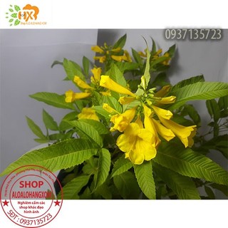 Hoa chuông vàng – Loại cây trồng sân vườn đẹp và lạ