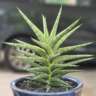 Cây sansevieria ballyi