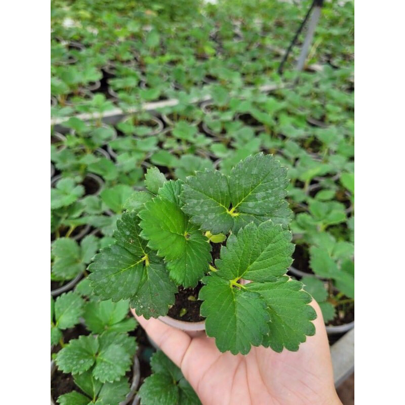 Cây dâu tây anh đào - 1 cây