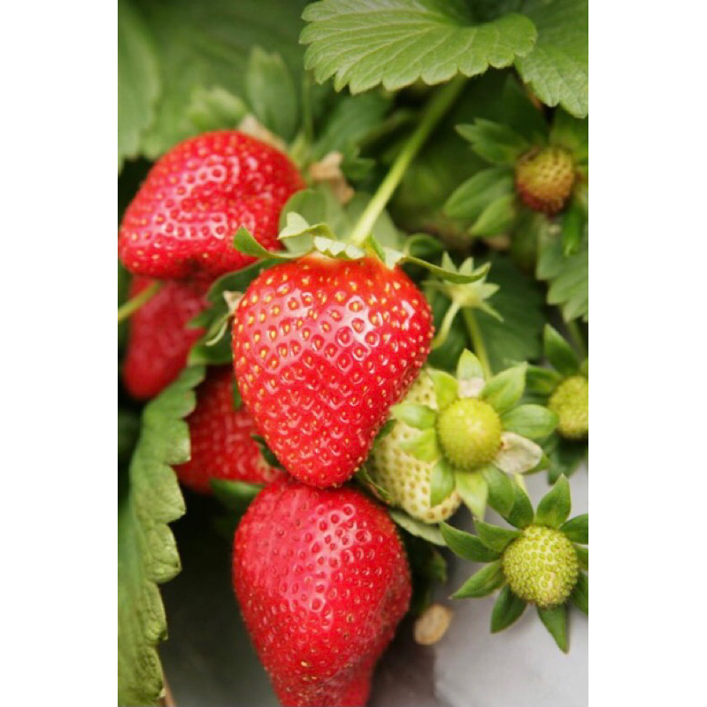 Cây dâu tây pháp