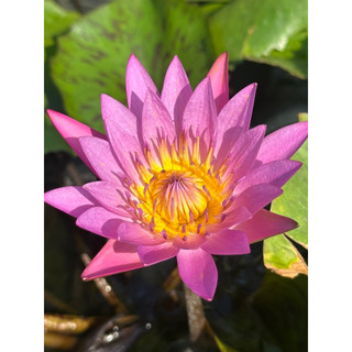 Cây giống hoa súng thái lan màu hồng - sẳn hoa