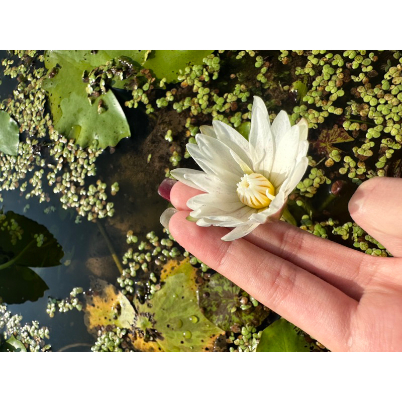 Cây Hoa Súng Thái Mini